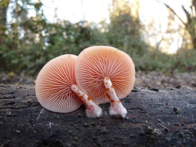 Rhodotus palmatus P1030648